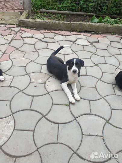 Щенки бесплатно в добрые руки