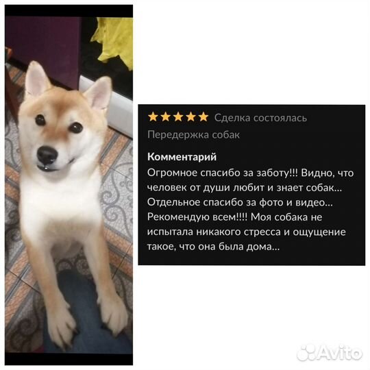 Передержка собак