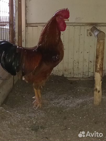 Молодой петух породы Синь Синь Дянь