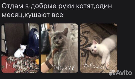 Отдам даром в добрые руки