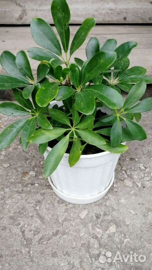 Щефлера нора