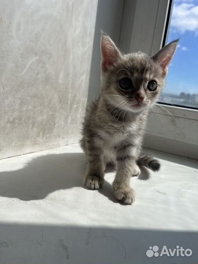 Сибирские котята