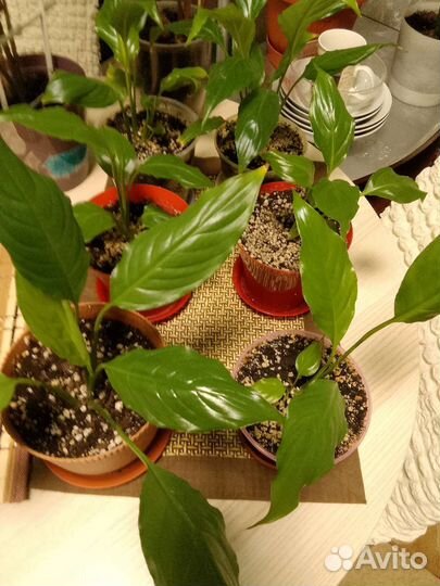 Спатифиллум