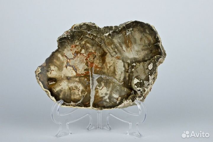 Окаменелость дерево Мадагаскар 16*11 см 640 грамм