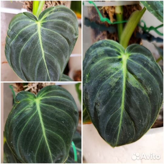 Домашние растения