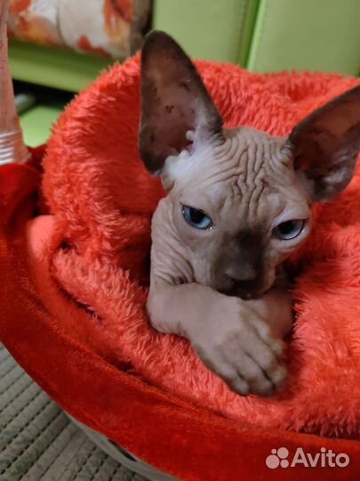 Канадский сфинкс девочка