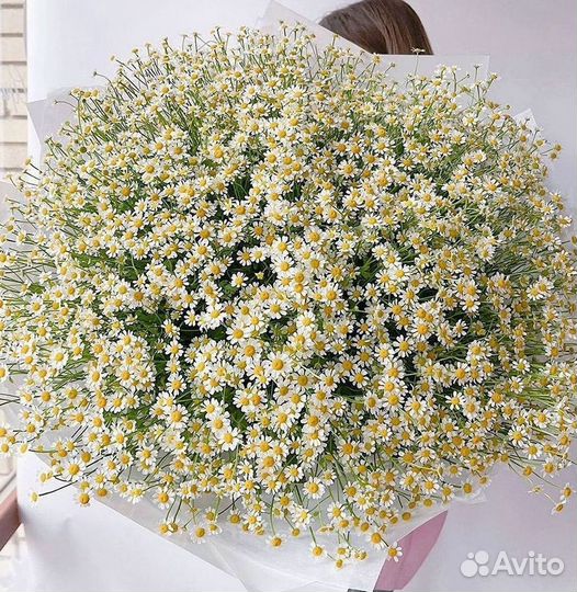 Цветы ромашки. Букеты ромашек. Цветы доставка