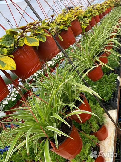 Хлорофитум озеленение растения