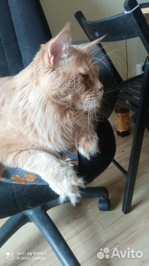 Мейн-кун вязка