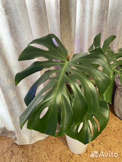 Комнатные цветы манстера