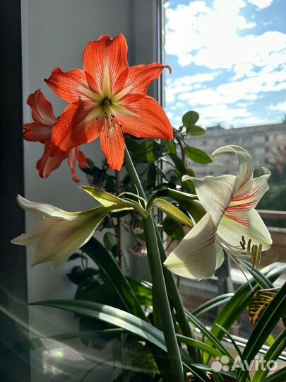 Комнатные цветы Лилия гиппеаструм