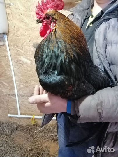 Молодые петушки