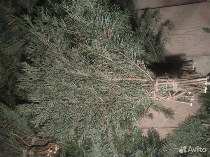 Пихтовые веники для бани