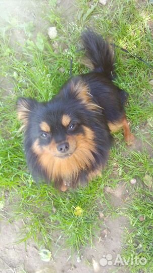 Собака для вязки