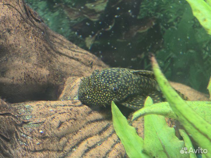 Аквариум с Рыбками полный комплект