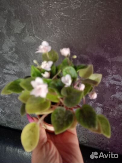 Мини фиалка 