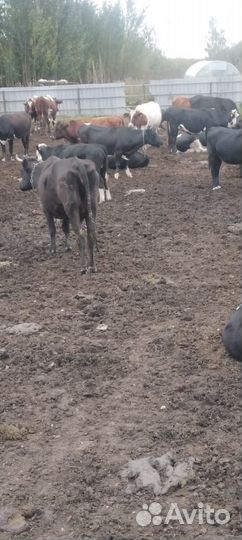 Коровы и телки стельные