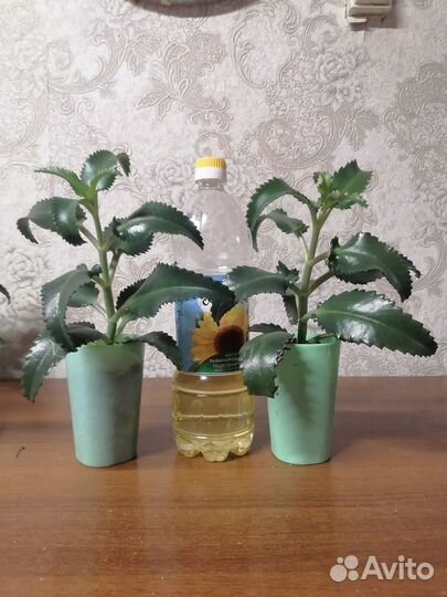 Коланхоэ лечебное