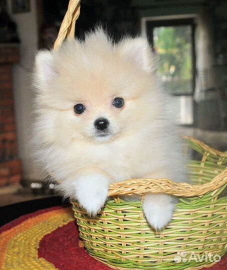 Щенки померанского шпица
