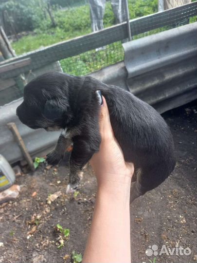 Щенок в хорошие руки