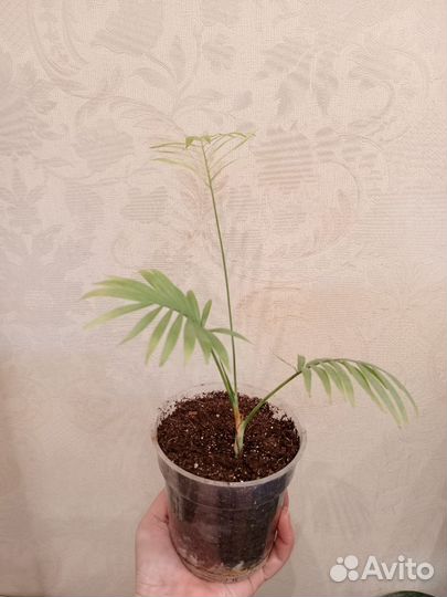 Аглаонема, Хамедорея, драцена