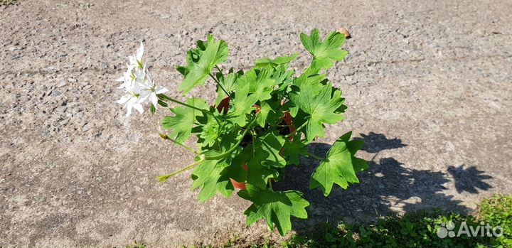 Пеларгония резная зональная герань белая