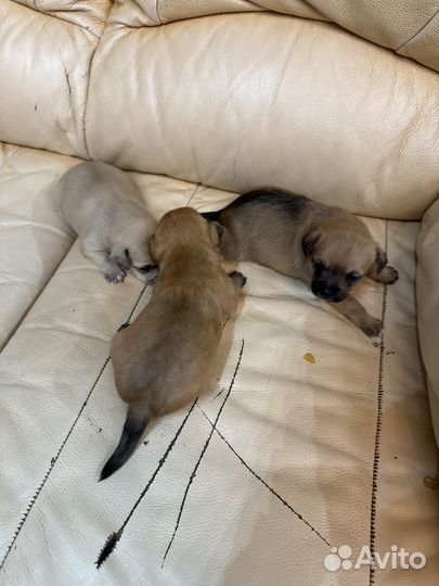 Собака маленькая