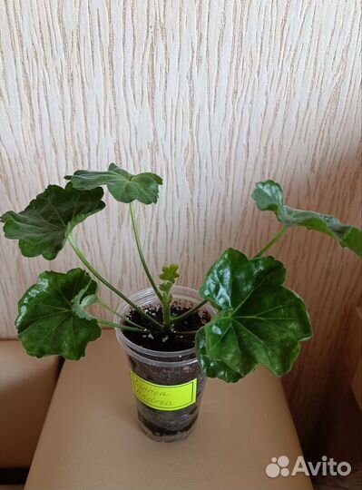 Пеларгония герань тюльпановидная Linnea Andrea