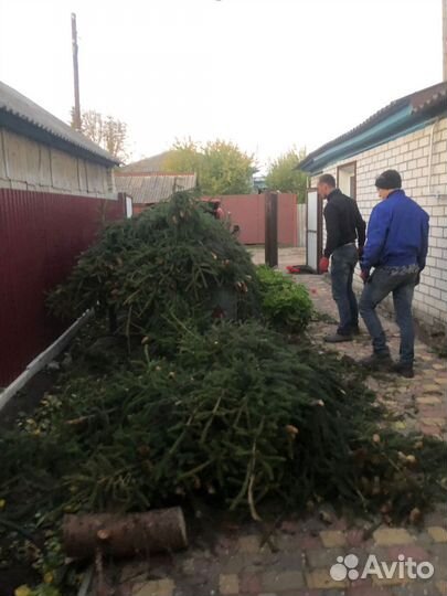 Спил и вывоз деревьев