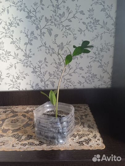 Замиокулькас