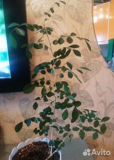 Мурайя, сингониумы