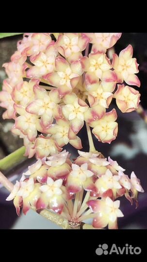 Хойи укорененные и на срез, большой выбор