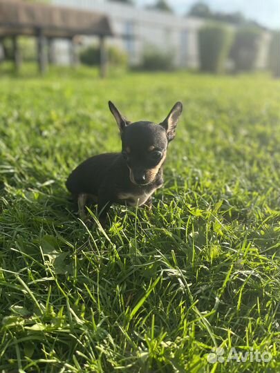 Мини той-терьер щенки