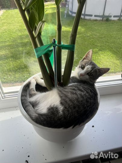 Котенок (девочка) 3 мес