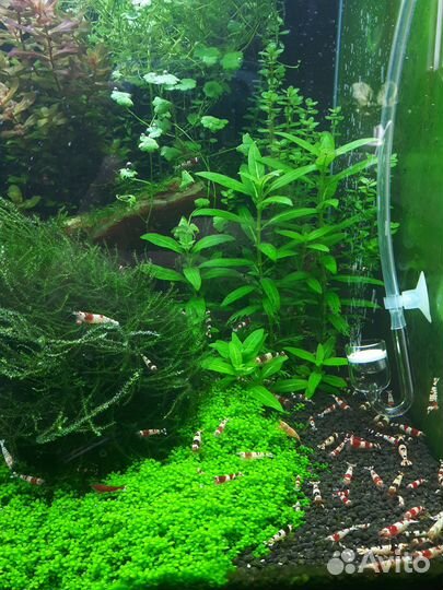 Аквариумные креветки кристалл