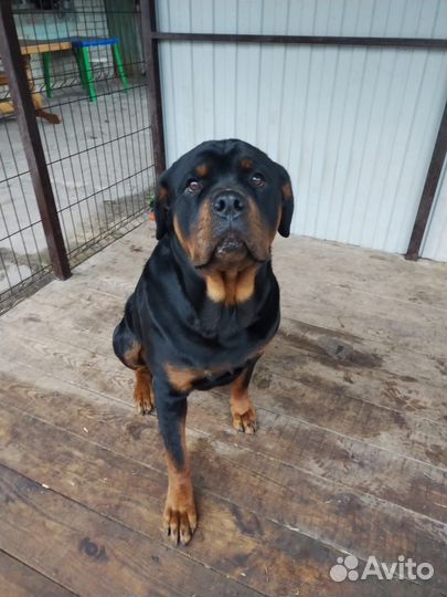 Вязка ротвейлера