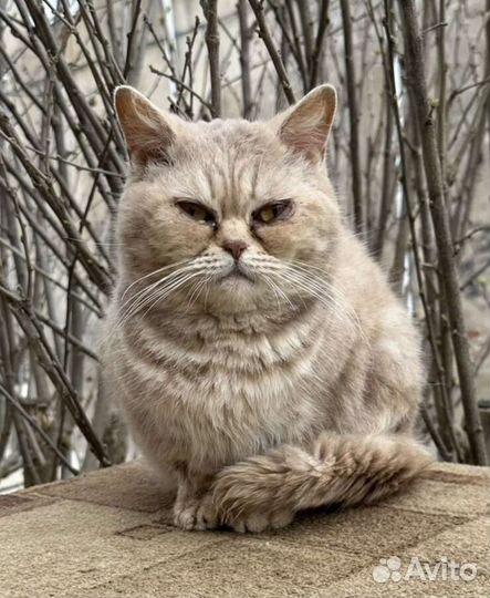 Кошка в дар