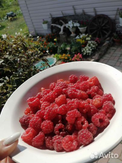 Малина (поздний сорт)