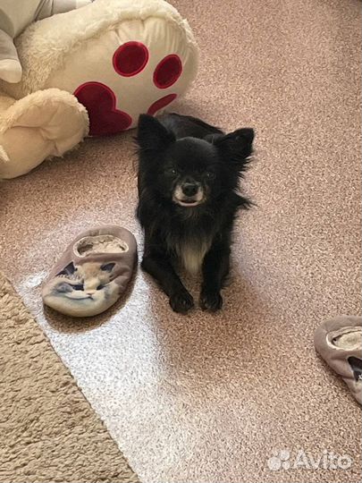 Вязка чихуахуа мальчик