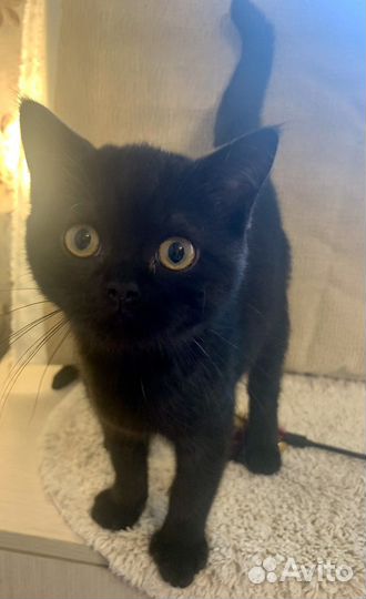 Шотландская кошка