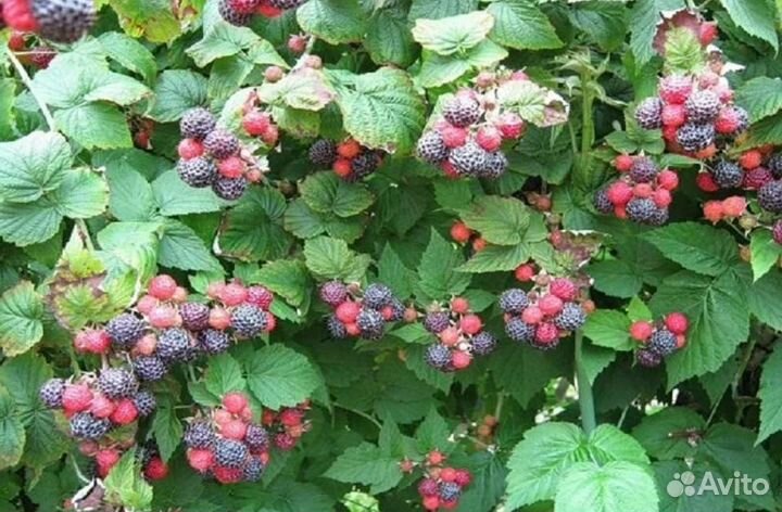 Саженцы ежемалины Кумберленд