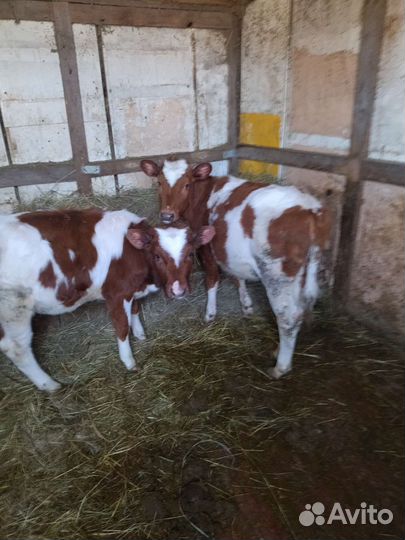 Айрширские телочки чистопородные 1-3 месячные