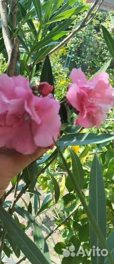 Олеандр розовый и белые