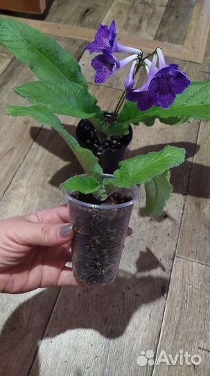 Стрептокарпусы