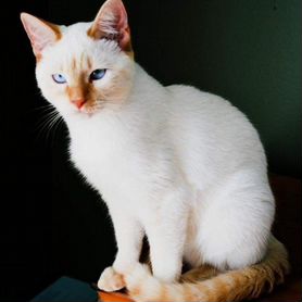 Красный сиамский кот