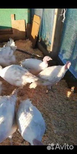 Мясо домашней индейки