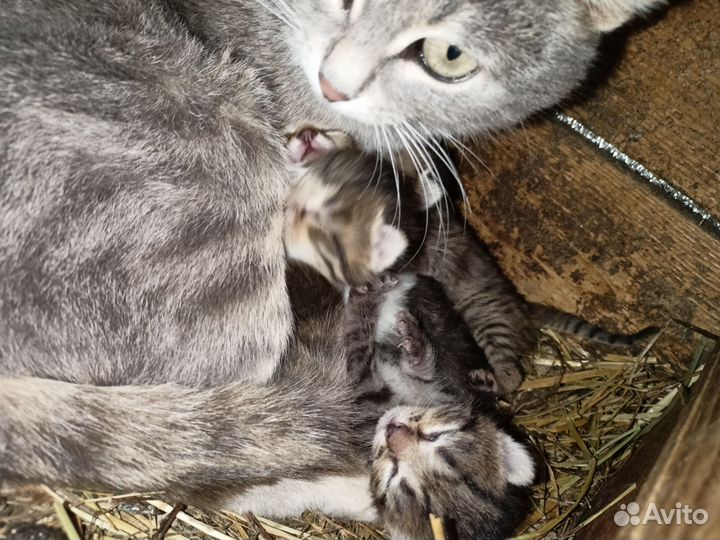 Котята
