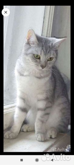 Котята Шотландские