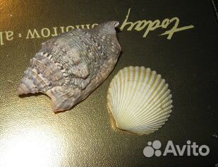 Натуральные ракушки