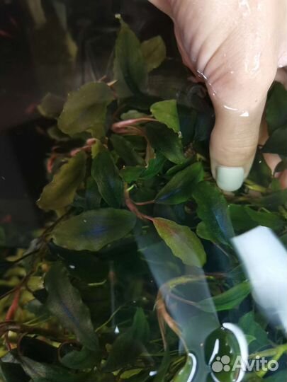 Буцефаландра, папоротники индийский и тайландский